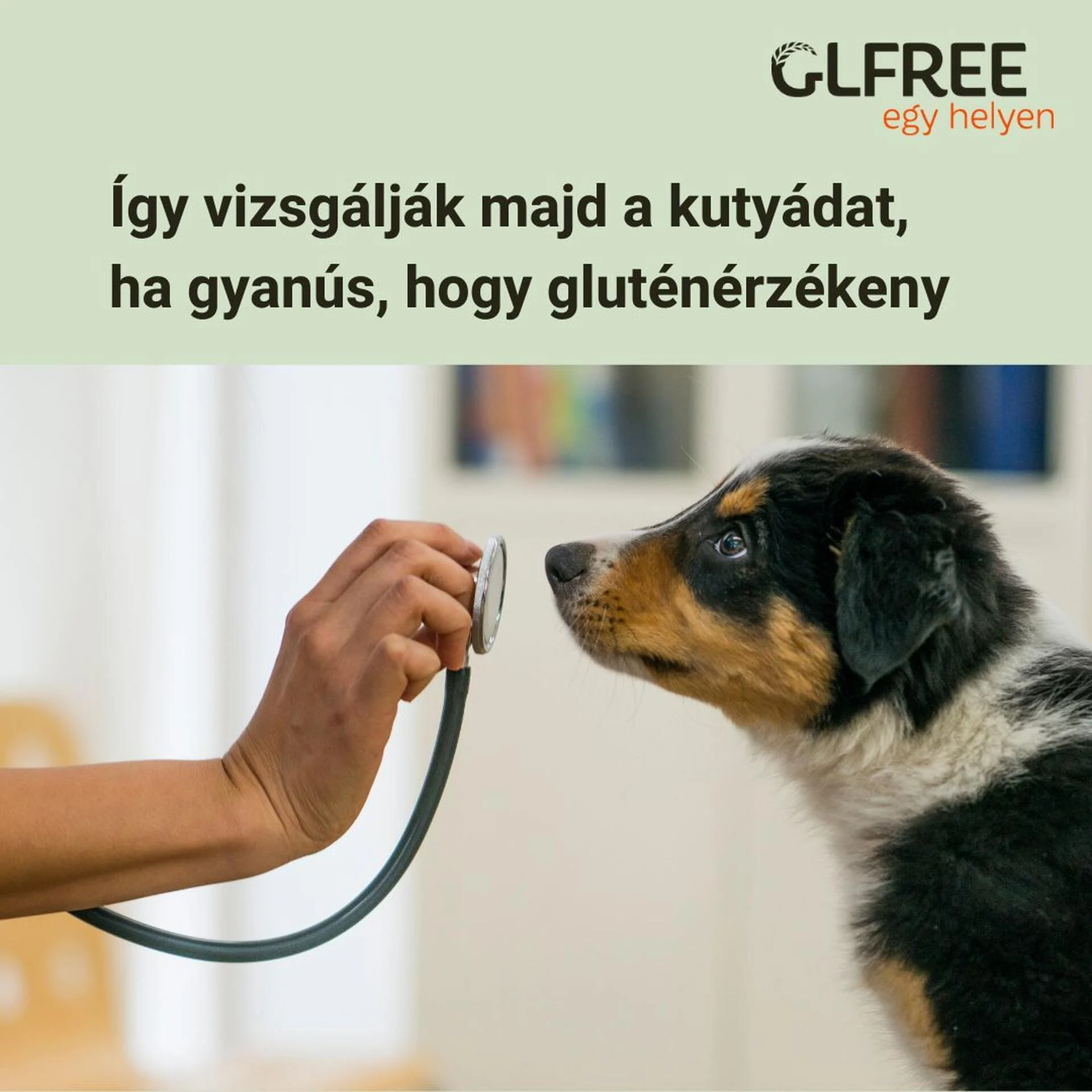 A kutyákat így diagnosztizálják