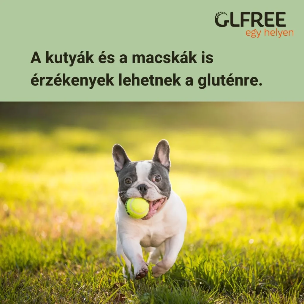 Kutyák és macskák is érzékenyek lehetnek a gluténre