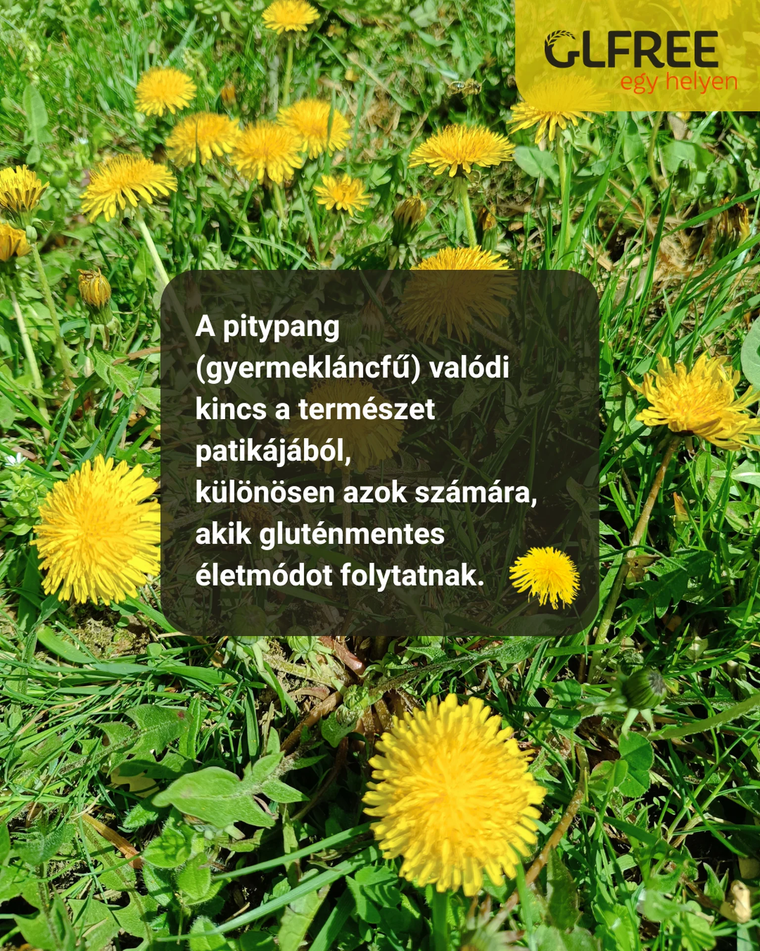 Pitypang a gluténmenteseknek
